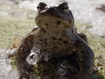 Replay Estonie, au secours des grenouilles - 360° Reportage