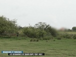 Replay Enquête d'action - Braqueurs et forcenés : les gendarmes de Guadeloupe font face !