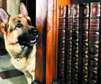 Replay Rex, chien flic - 20/08/2026