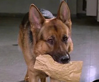Replay Rex, chien flic - Coup monté