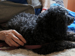 Replay Chiens et chats sans collier - Espoirs et retours inattendus