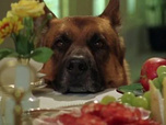 Replay Rex, chien flic - Le complot