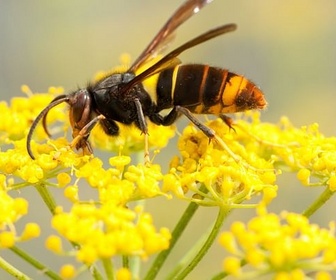 Replay 28 minutes - Un autre regard sur les insectes