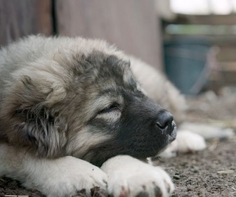 Replay Les bergers du Caucase, la passion d'un moine - 360° Reportage