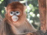 Replay Beauval, au plus près des animaux - S1E4 - Défis pour les soigneurs
