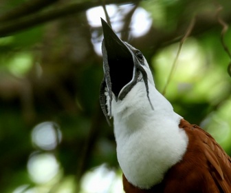 Replay La forêt tropicale sèche du Costa Rica