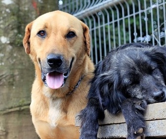 Replay Au Costa Rica, un paradis pour les chiens abandonnés - GEO Reportage