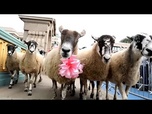 Replay Des moutons envahissent le pont de Southwark à Londres pour une transhumance caritative annuelle