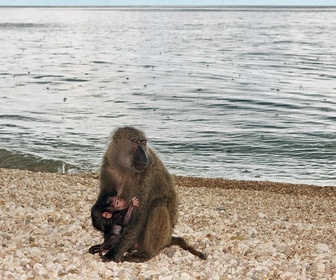 Replay Le lac Tanganyika, la source de vie de l'Afrique