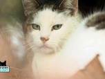 Replay La vie secrete des chats - S1E3 - La langue du chat