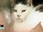 Replay La vie secrète des chats