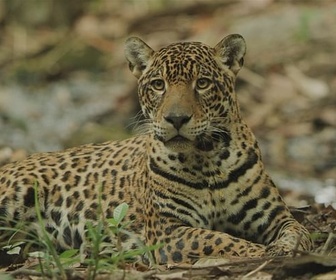 Replay Sur la piste du jaguar au Guyana