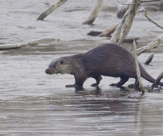 Replay Le retour des loutres d'Europe - 20/01/2026