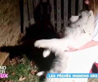 Replay Le grand bêtisier des animaux - Émission 2
