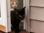 Replay Too cute (Trop mignon) - Chats bicolores Calicos et Savannahs