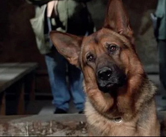 Replay Rex, chien flic - Etrange voisinage