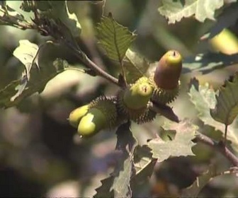 Replay Découverte du Monde - De l'Alborz à la Caspienne