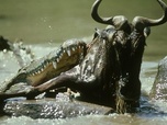Replay Le crocodile - Prédateurs et proies, un équilibre fragile