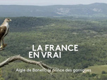 Replay Aigle de Bonelli, le prince des garrigues