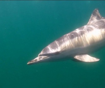 Replay Élément Terre, le reportage - Parler aux dauphins pour les sauver