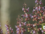 Replay Élément Terre, le reportage - La Slovénie ne tue plus ses abeilles en se passant des neonicotinoïdes