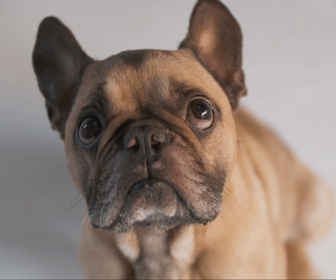 Replay Chiens et chats sans collier - Seconde chance
