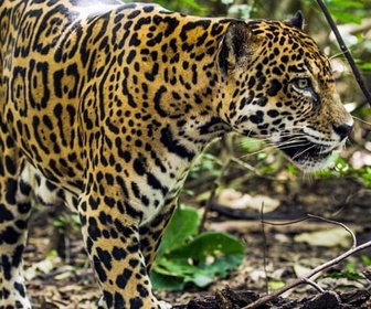 Replay Costa Rica - Le paradis des jaguars