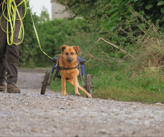 Replay Chiens et chats sans collier - Quatre pattes vers une famille