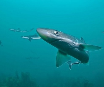 Replay Les requins qui venaient du froid