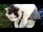 Replay Russie : un chat convoyeur de drogue interpellé à Nijni Novgorod