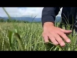 Replay En Géorgie, les agriculteurs s'inquètent d'avoir un excédent de blé, impossible à vendre