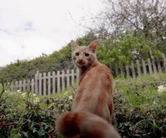 Replay Bébés animaux à croquer - Les super pouvoirs des chats