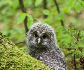 Replay Le parc national de la forêt de Bavière - Quand la forêt reprend ses droits