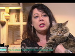 Replay La vie secrète des chats