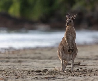 Replay L'Australie côté nature - Les côtes sauvages d'Australie