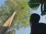 Replay Indonésie : sauver la forêt de Sumatra