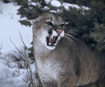 Replay Seuls face à l'Alaska - S7E8 - Au bord du gouffre