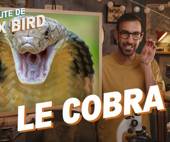 Replay La minute de Max Bird - Le Cobra Cracheur