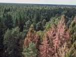 Replay Sauvons nos forêts - Préserver le climat