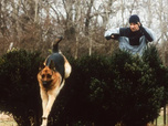 Replay Rex, chien flic - 05/08/2026