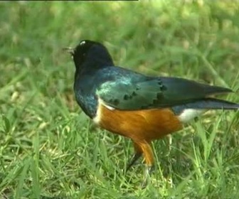 Replay Découverte du Monde - Les oiseaux de la vallée du Rift