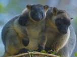 Replay Australie - Des kangourous dans les arbres