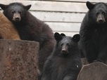 Replay ARTE Reportage - Canada : cohabiter avec les ours