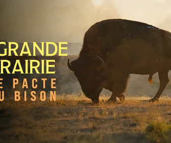 Replay La grande prairie, le pacte du bison