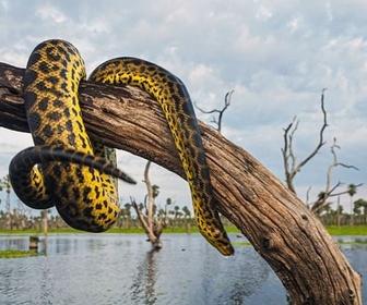 Replay Les mondes aquatiques - L'Argentine sauvage