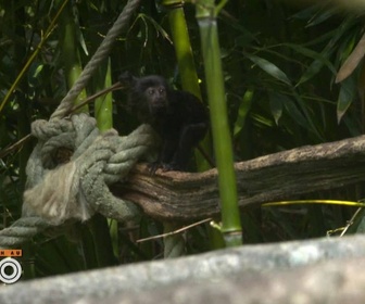 Replay Une saison au zoo - S13 E3