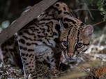 Replay À regarder en famille - L'ocelot, un félin en danger