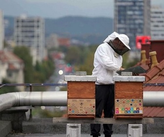 Replay Slovénie : l'abeille, cause nationale ! - ARTE Regards