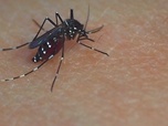 Replay Élément Terre - Record de cas de dengue en France