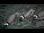 Replay Les manchots de Magellan sont de retour à l'aquarium de Lisbonne, pour le plus grand plaisir...